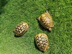 Tortues terrestres grecques, Tortue, 11 ans ou plus