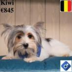 « Kiwi » Biewer Yorkshire - mâle belge à vendre, 15 semaines à 1 an, Commerçant, Yorkshire Terrier, Chien (mâle)