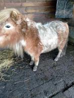 Shetlander, Dieren en Toebehoren, Gechipt, 11 jaar of ouder, Merrie, A pony (tot 1.17m)