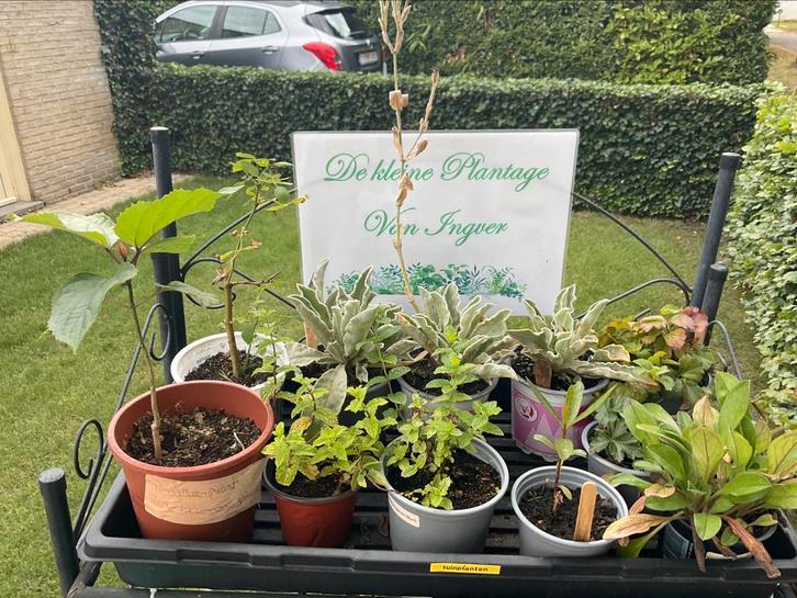 Pianten en stekjes ruilkastje, Tuin en Terras, Planten | Tuinplanten, Ophalen