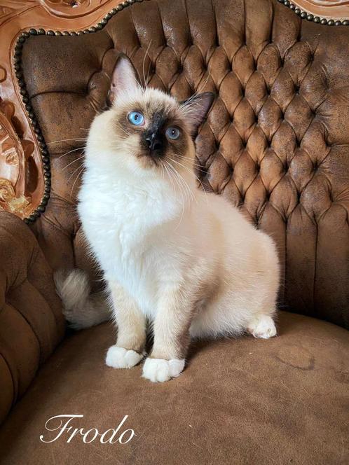 Ragdoll * stamboom * Seal * prachtige kittens, Dieren en Toebehoren, Katten en Kittens | Raskatten | Langhaar, Meerdere dieren