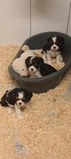 Cavalier king charles, Dieren en Toebehoren, België, Overige rassen, CDV (hondenziekte), 8 tot 15 weken