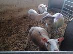 Schapen ooien voor offerfeest, Dieren en Toebehoren, Vrouwelijk, Schaap, 0 tot 2 jaar