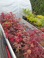 sierplant, Tuin en Terras, Planten | Tuinplanten, Ophalen, Zomer, Vaste plant, Volle zon