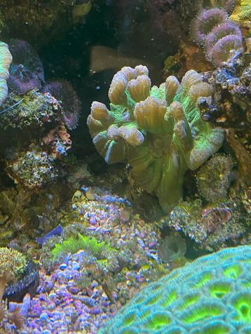 Pectinia koraal