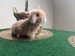 konijntje (reservatie mogelijk), Dieren en Toebehoren, Konijnen, Mannelijk, Klein, Hangoor, 0 tot 2 jaar