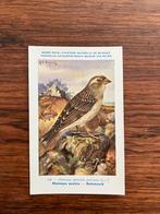 Vogels der Belgische Fauna Nr. 148 rotsmusch, Verzamelen, Ophalen of Verzenden, 1940 tot 1960, Ongelopen, Vogel