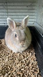 Konijn gratis, Dieren en Toebehoren, Vrouwelijk, Dwerg, 3 tot 5 jaar