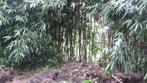 bamboe stokken, Jardin & Terrasse, Plantes | Jardin, Enlèvement ou Envoi