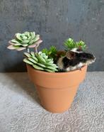 Opgezette muis in bloempot - taxidermie, Ophalen of Verzenden