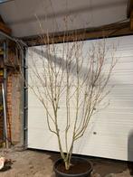 Meerstammige cornus kousa Milkyway, Enlèvement, Plante fixe, Autres espèces