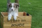 Australische herder pups of Aussi ,Australian shepherd pup, Dieren en Toebehoren, Honden | Herdershonden en Veedrijvers, België