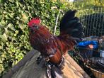 Ukkelse Baardkriel HAAN, Dieren en Toebehoren, Mannelijk, Kip