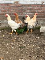 Jonge hanen te koop, Mannelijk, Kip