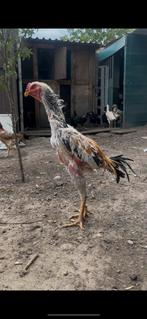 Shamo, Dieren en Toebehoren