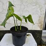 Gatenplant (Monstera deliciosa) stek, Huis en Inrichting, Ophalen