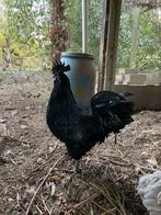 Bruno zoekt een nieuwe thuis!, Dieren en Toebehoren, Pluimvee