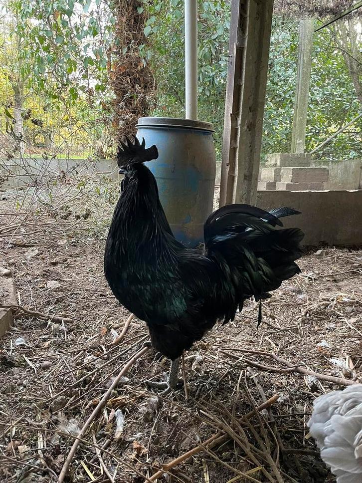 Bruno zoekt een nieuwe thuis!, Dieren en Toebehoren, Pluimvee