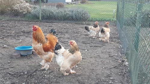 Broedeieren Brahma te koop., Dieren en Toebehoren, Vogels | Toebehoren, Ophalen