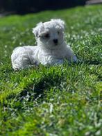 Mooie Maltezer pups, Dieren en Toebehoren, Honden | Chihuahua's en Gezelschapshonden, België, Maltezer, CDV (hondenziekte), 8 tot 15 weken