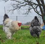 Brahma haan van 2025, Dieren en Toebehoren, Pluimvee