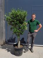 olijfbomen nieuwe lading, Jardin & Terrasse, Plantes | Arbres, Olivier, Enlèvement