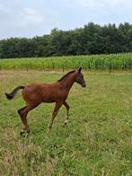 Chique hengstveulen uit Bwp Prestatie stam 19, Dieren en Toebehoren, Hengst, Springpaard, Gechipt