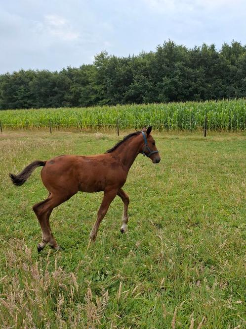 Chique hengstveulen uit Bwp Prestatie stam 19, Dieren en Toebehoren, Paarden, Hengst, Springpaard, Met stamboom, Gechipt, Ontwormd