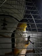 Perroquet Caïque a tête noire mâle 5ans avec document, Dieren en Toebehoren, Mannelijk, Papegaai