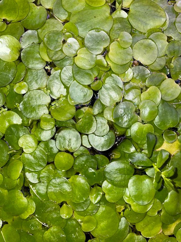 Kikkerbeet, Dieren en Toebehoren, Vissen | Aquaria en Toebehoren, Zo goed als nieuw, Ophalen