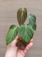 Philodendron splendid, Ophalen of Verzenden