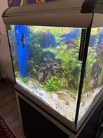 Aquarium Ferplast Star Cube, Dieren en Toebehoren, Ophalen, Gebruikt, Gevuld zoetwateraquarium