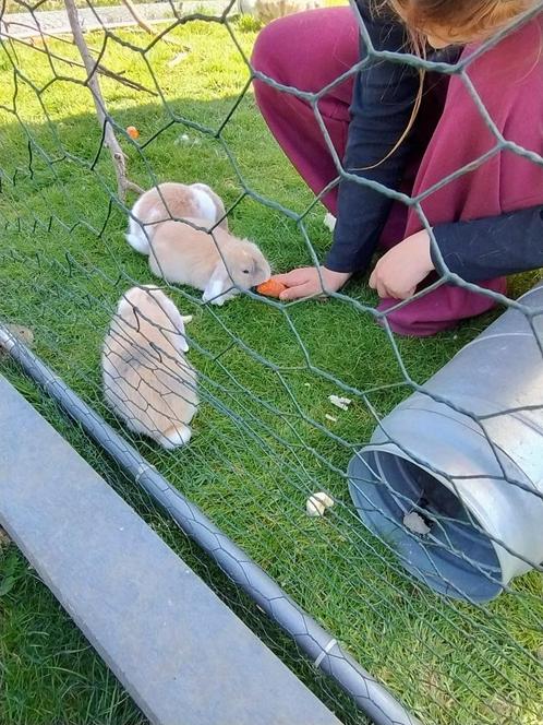 Te geef: nog 2 konijntjes, Dieren en Toebehoren, Konijnen