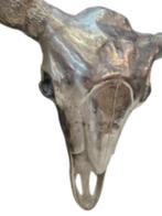 Crâne de Taureau, Verzamelen, Dierenverzamelingen, Ophalen, Nieuw, Overige soorten, Schedel