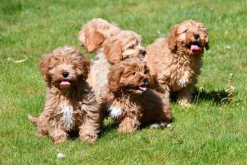 Cavapoo pups te koop  beschikbaar voor biedingen