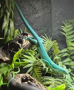 Prachtig duo gastropholis prasina met terrarium, Dieren en Toebehoren, Reptielen en Amfibieën