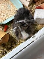 2  cavia's + kooi zoeken warme thuis, Mâle, Domestique, Mai, Cobaye