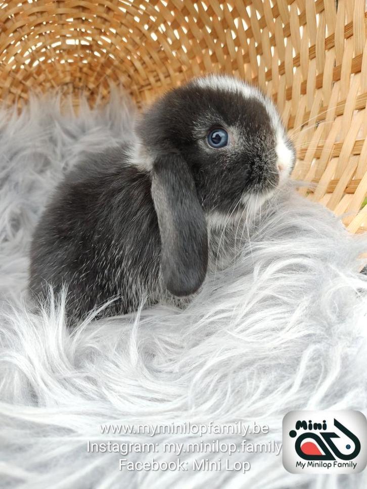 Raszuiver baby minilop konijn ram (transport mogelijk), Dieren en Toebehoren, Konijnen, Dwerg, Mannelijk, 0 tot 2 jaar, Hangoor