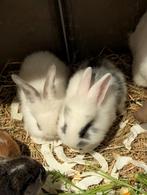 Lieve konijntjes, Dieren en Toebehoren, Konijnen, Hangoor