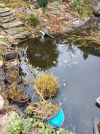 Zuiverende waterplanten te koop in de Clementwijk te Sint Ni, Tuin en Terras, Ophalen, Zo goed als nieuw