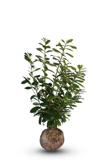 Laurier ‘prunus novita’ met kluit 80-100 beschikbaar voor biedingen
