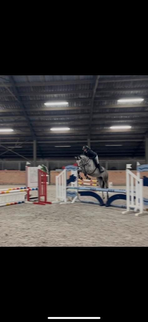 5 jarige springmerrie, Dieren en Toebehoren, Paarden, Merrie, B, Minder dan 160 cm, 3 tot 6 jaar, Springpaard, Met stamboom, Gechipt