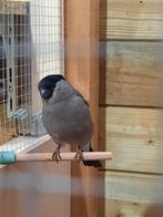 Noorse goudvinken, Dieren en Toebehoren, Vogels | Kanaries