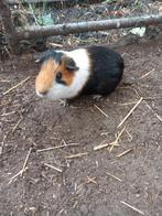 Gecastreerde beren, Dieren en Toebehoren, Knaagdieren, Cavia