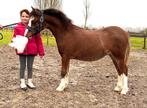 Hele knappe Welsh A jaarling hengst!, Dieren en Toebehoren, Hengst