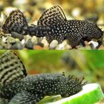 Pleco, Dieren en Toebehoren