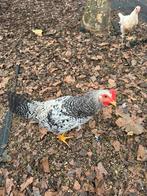 Hanen 4 maanden oud, Dieren en Toebehoren, Mannelijk, Kip