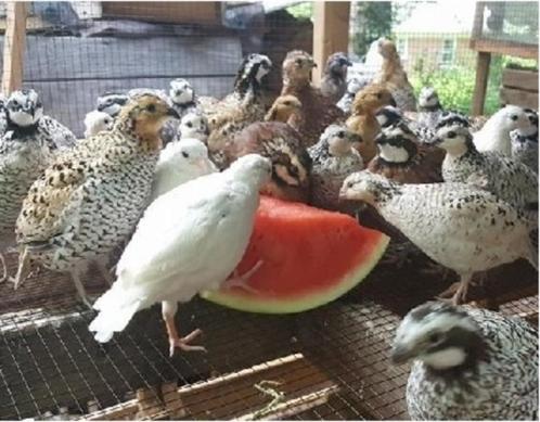Œufs de Colins de Virginie en mix de couleur, Dieren en Toebehoren, Pluimvee, Overige soorten