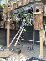 WINTERHARDE GRASPARKIETJES VANAF 15 EURO/KOPPEL, Dieren en Toebehoren, Vogels | Parkieten en Papegaaien, Meerdere dieren, Parkiet