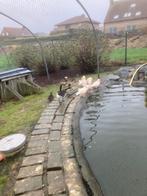 Witte mandarijneend, Eend